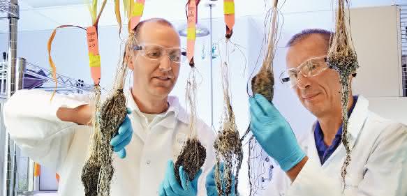 Bayer legt Angebot für Monsanto vor