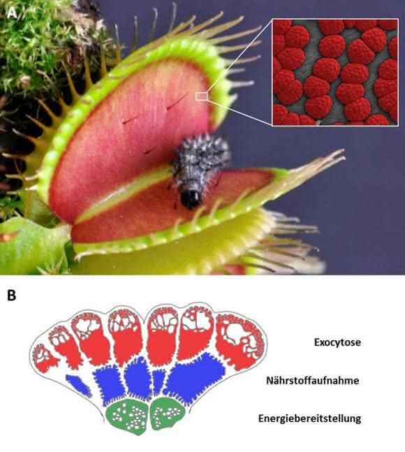 Venusfliegenfalle