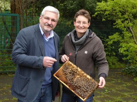 Honigbienen