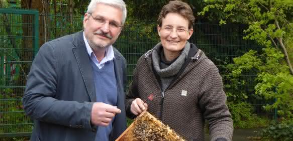 Honigbienen