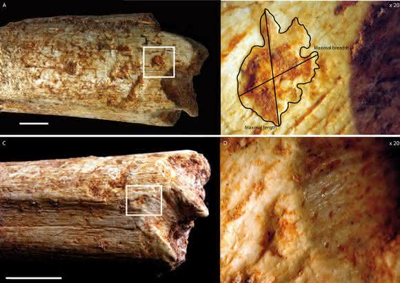 An beiden Enden des Oberschenkelknochens eines 500000 Jahre alten Homininen aus Marokko befinden sich Beißspuren, die von Fleischfressern stammen, wahrscheinlich von Hyänen. (© MPI f. evolutionäre Anthropologie)