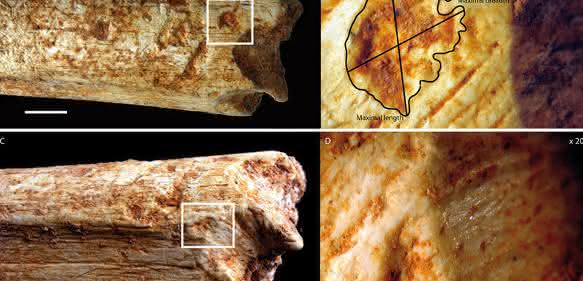 An beiden Enden des Oberschenkelknochens eines 500000 Jahre alten Homininen aus Marokko befinden sich Beißspuren, die von Fleischfressern stammen, wahrscheinlich von Hyänen. (© MPI f. evolutionäre Anthropologie)