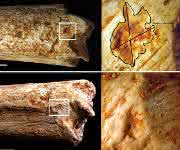An beiden Enden des Oberschenkelknochens eines 500000 Jahre alten Homininen aus Marokko befinden sich Beißspuren, die von Fleischfressern stammen, wahrscheinlich von Hyänen. (© MPI f. evolutionäre Anthropologie)