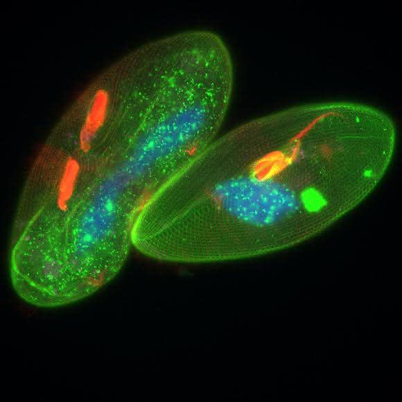 Pantoffeltierchen, die mit den fluoreszierenden Markern GFP-Epiplasmin und Cy5-polyglycyliertes Tubulin versehen wurden. Der Zellkern wurde mit Hoechst 33258 (blau) gefärbt. Bildaufnahme mit LAS X. Probe mit freundlicher Genehmigung von Dr. A. Aubusson-Fleury, CGM-CNRS, Frankreich. Pantoffeltierchen, die mit den fluoreszierenden Markern GFP-Epiplasmin und Cy5-polyglycyliertes Tubulin versehen wurden. Der Zellkern wurde mit Hoechst 33258 (blau) gefärbt. Bildaufnahme mit LAS X. Probe mit freundlicher Genehmigung von Dr. A. Aubusson-Fleury, CGM-CNRS, Frankreich.