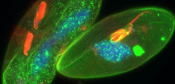 Pantoffeltierchen, die mit den fluoreszierenden Markern GFP-Epiplasmin und Cy5-polyglycyliertes Tubulin versehen wurden. Der Zellkern wurde mit Hoechst 33258 (blau) gefärbt. Bildaufnahme mit LAS X. Probe mit freundlicher Genehmigung von Dr. A. Aubusson-Fleury, CGM-CNRS, Frankreich. Pantoffeltierchen, die mit den fluoreszierenden Markern GFP-Epiplasmin und Cy5-polyglycyliertes Tubulin versehen wurden. Der Zellkern wurde mit Hoechst 33258 (blau) gefärbt. Bildaufnahme mit LAS X. Probe mit freundlicher Genehmigung von Dr. A. Aubusson-Fleury, CGM-CNRS, Frankreich.