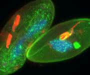 Pantoffeltierchen, die mit den fluoreszierenden Markern GFP-Epiplasmin und Cy5-polyglycyliertes Tubulin versehen wurden. Der Zellkern wurde mit Hoechst 33258 (blau) gefärbt. Bildaufnahme mit LAS X. Probe mit freundlicher Genehmigung von Dr. A. Aubusson-Fleury, CGM-CNRS, Frankreich.