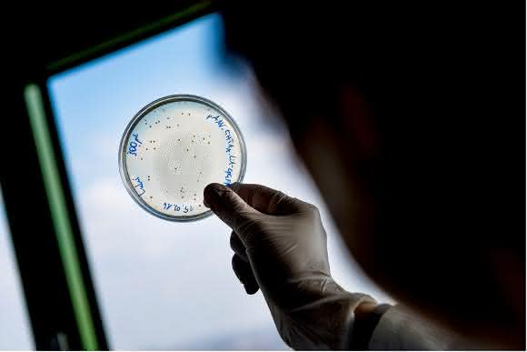 Bakterium E. Coli