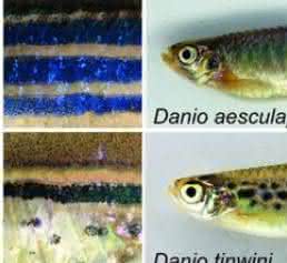 Zebrafische Zebrafische