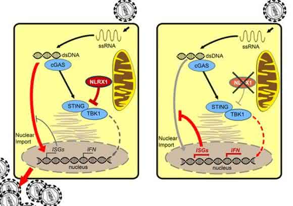 HIV-Infektion