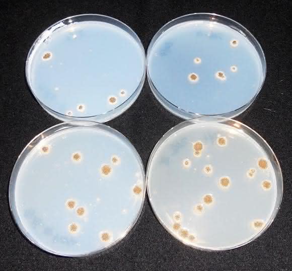 Aspergillus niger