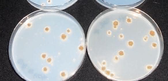 Aspergillus niger
