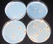 Aspergillus niger
