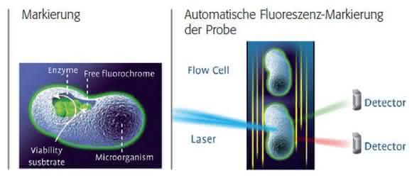 Durchflusszytometrie