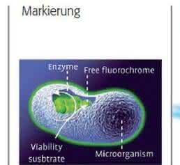 Durchflusszytometrie
