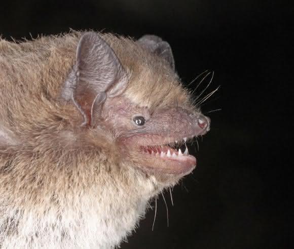 Rauhautfledermaus Rauhautfledermaus