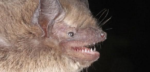 Rauhautfledermaus