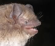 Rauhautfledermaus