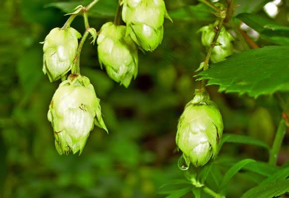Hopfen