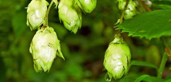 Hopfen Hopfen