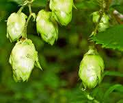 Hopfen