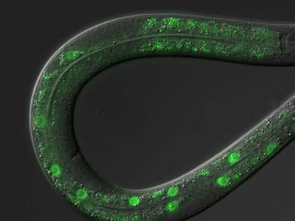 Rundwurm C. elegans