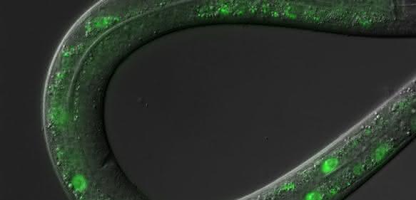 Rundwurm C. elegans