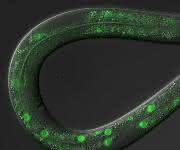 Rundwurm C. elegans