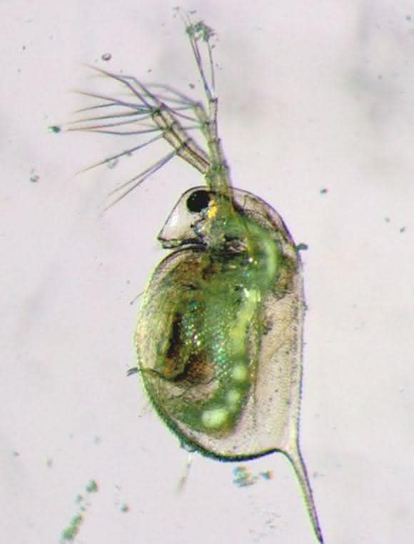 Wasserfloh