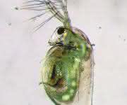 Wasserfloh