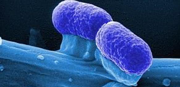 E. coli-Bakterien E. coli-Bakterien