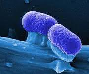 E. coli-Bakterien