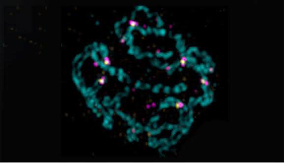 Elternchromosomen