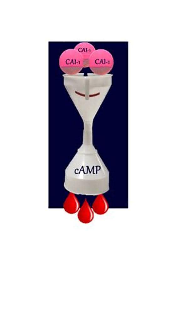 Hybridprotein Hybridprotein