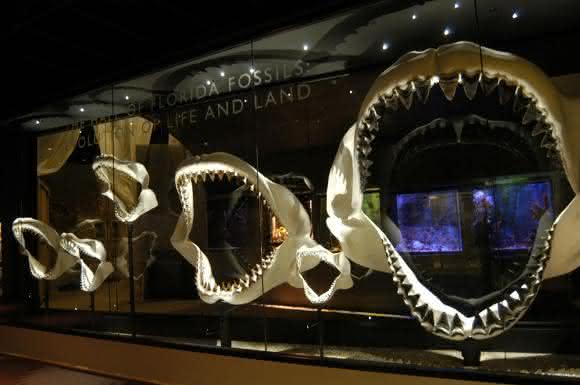 Megalodon-Gebiss