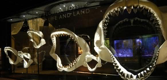 Megalodon-Gebiss