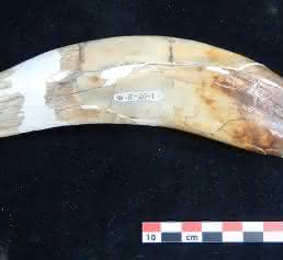 Eckzahn eines Säbelzahntigers