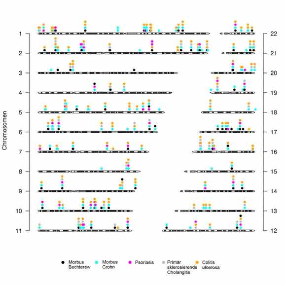 Chromosomen