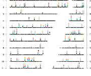 Chromosomen
