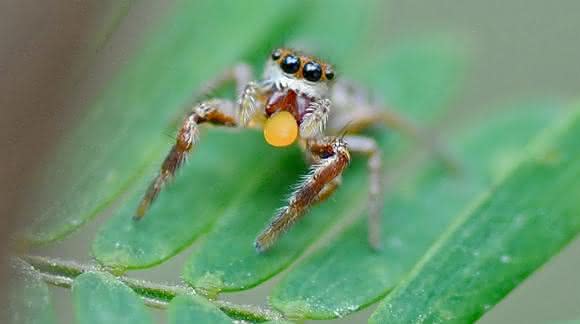 Springspinne Baheera kiplingi Springspinne Baheera kiplingi