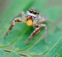 Springspinne Baheera kiplingi Springspinne Baheera kiplingi