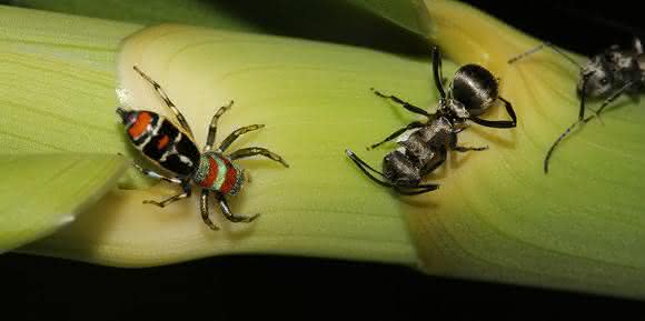 Springspinne Cosmophasis micarioides