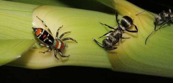 Springspinne Cosmophasis micarioides