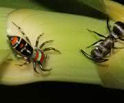 Springspinne Cosmophasis micarioides Springspinne Cosmophasis micarioides