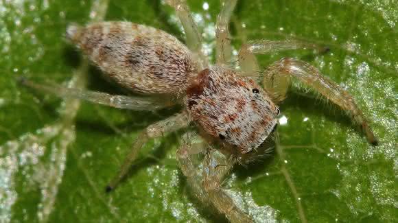 Springspinne Hentzia mitrata Springspinne Hentzia mitrata