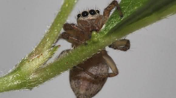 Springspinne Maevia inclemens