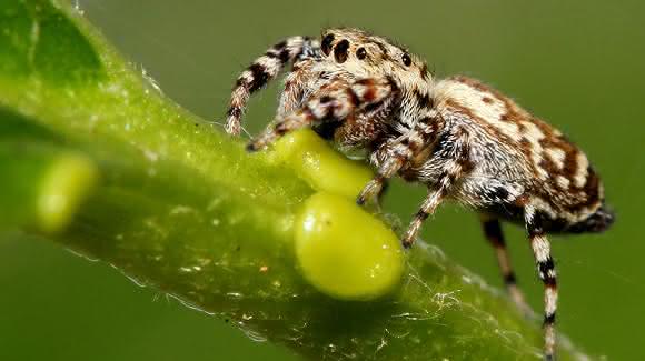 Springspinne Pelegrina galathea Springspinne Pelegrina galathea