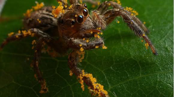 Springspinne Plexippus sp