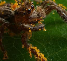 Springspinne Plexippus sp Springspinne Plexippus sp