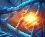 Maintain Genomic Stability: Multitask of DNA Replication Proteins