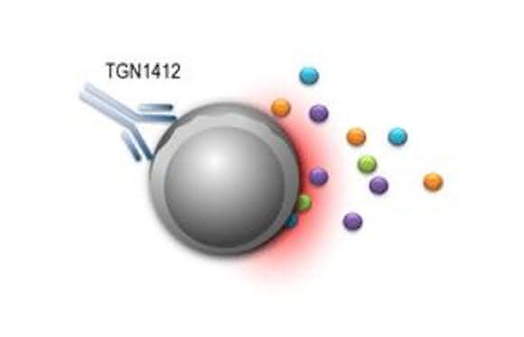 Immunreaktionen